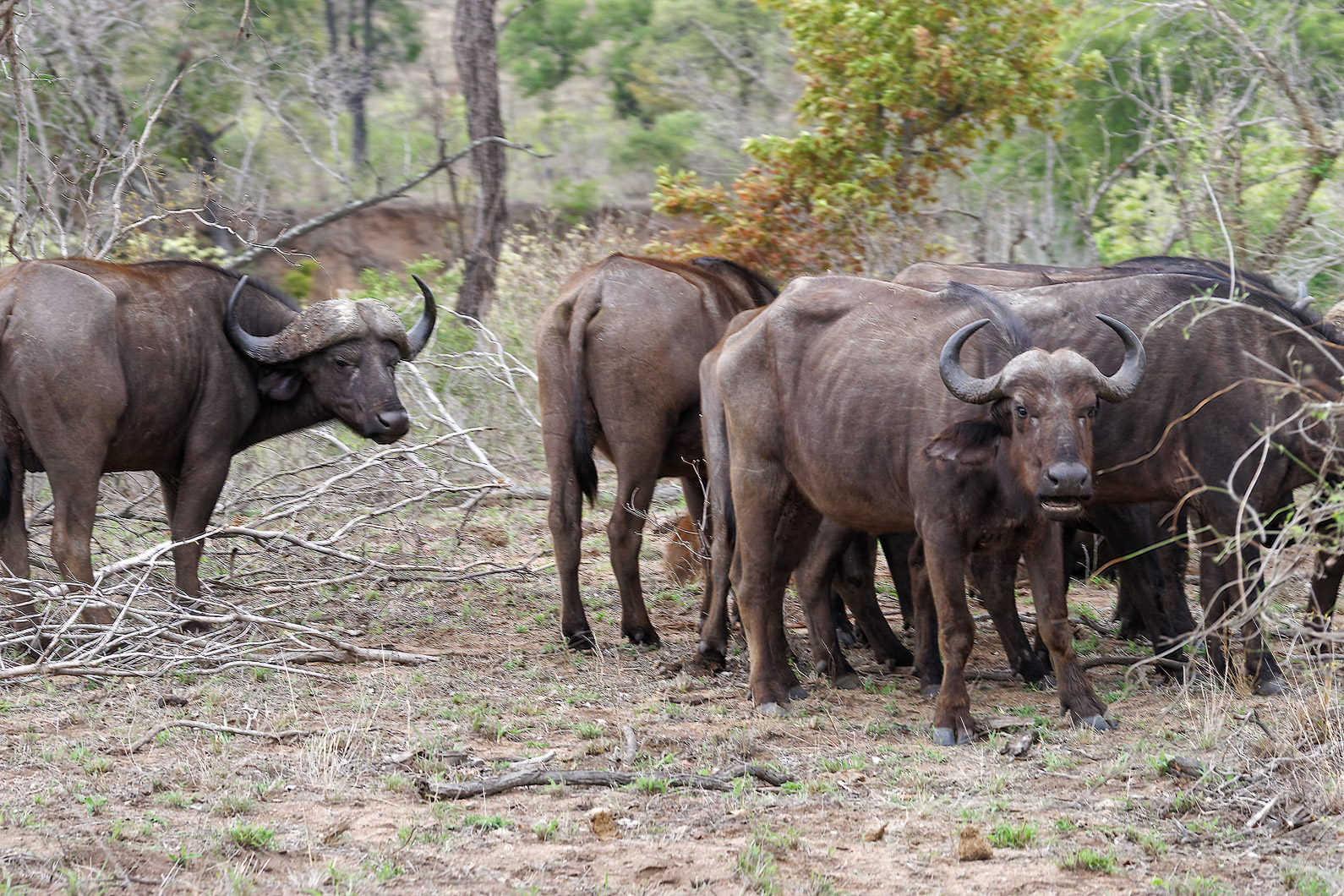 20161113 090208 Kaffernbüffel